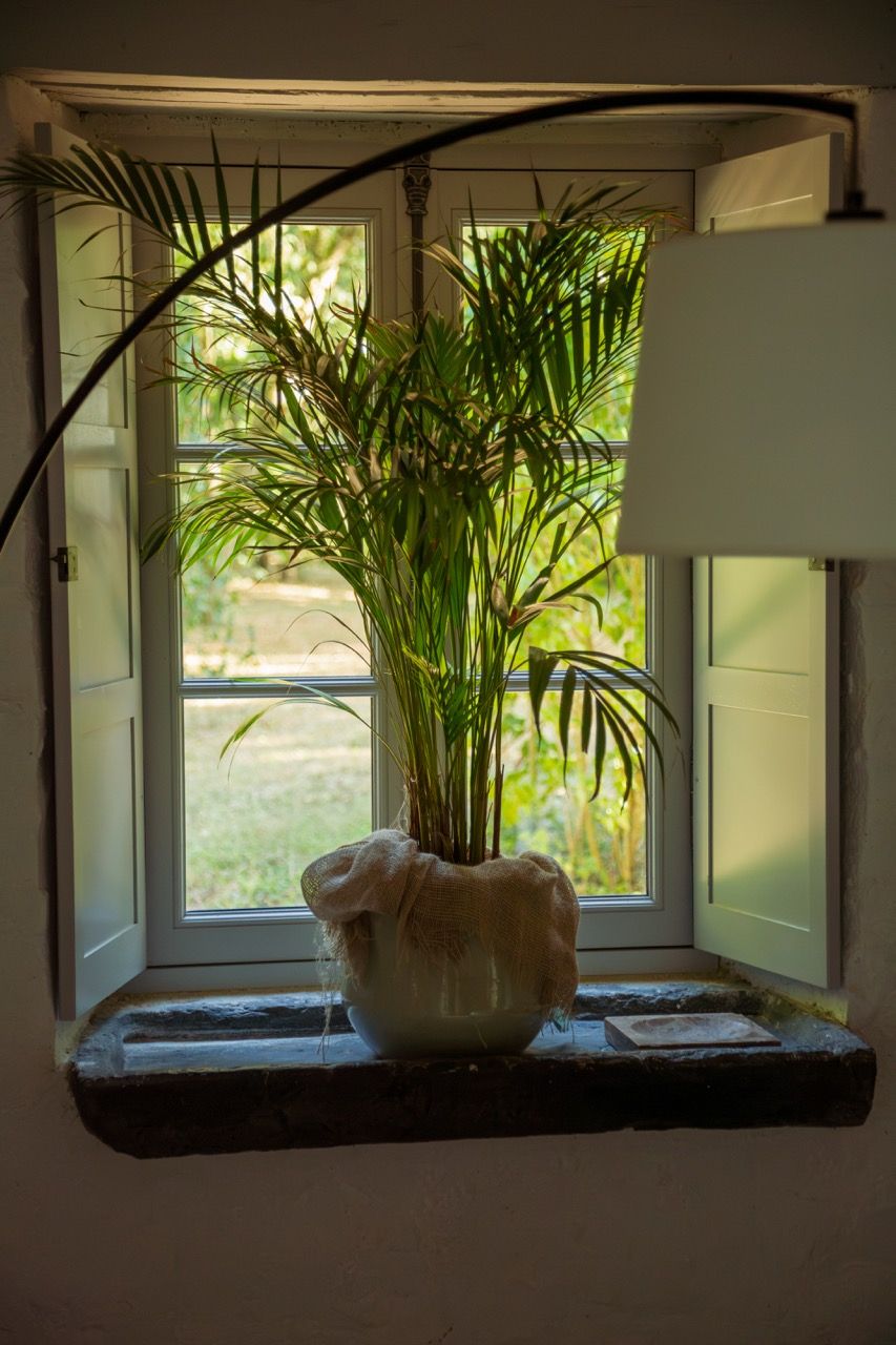Fenêtre à volets intérieurs et palmier en pot