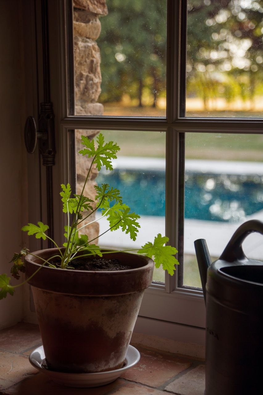 Géranium en pot devant la fenêtre, la piscine au loin